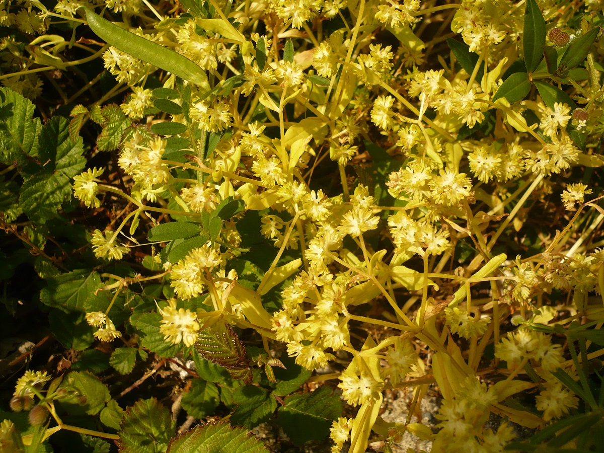 Valerianella locusta (Caprifoliaceae)